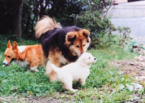 トッピー親分に代わってもも子を一家の一員とみなす