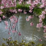 池にかかるしだれ桜