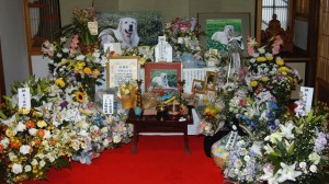 お花に囲まれたもも子の祭壇