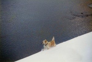 ごみを見つけ、雪をけちらして走る