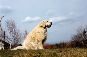 何を思い空を見つめているのでしょうか？若かりし頃を回想しているのかな。