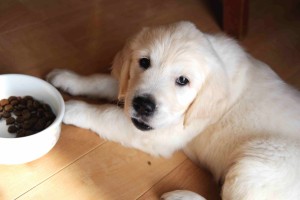 もうお腹が一杯なんだけどな