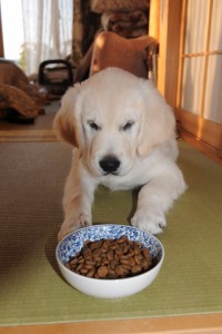 ご飯を真剣に見つめる