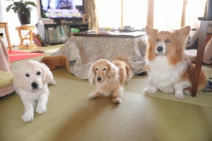 受け容れられたようです