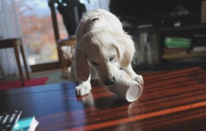 メガネを取り上げられると今度はカップをカジカジ。