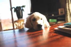 人が見ているとしおらしいのですが?