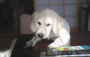 目を離すと、イタズラ三昧です。家内の老眼鏡をカジカジ。