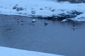 種類は分かりませんが、いつもカモが泳いでいます