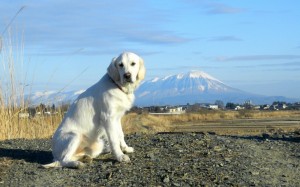 朝の散歩途中で、遠くに見えるのが岩手山