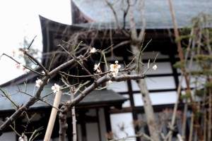 ほんのりと甘い香りが春を感じさせます