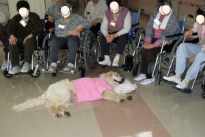 自分で枕を持って来て昼寝するもも子でした