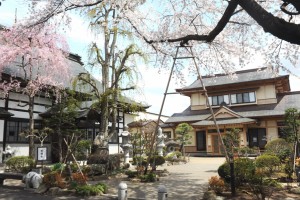 今年は一段と奇麗に咲きました