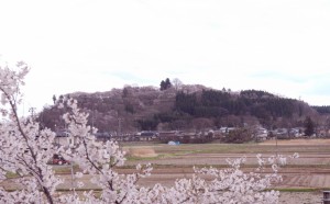 ピンク色に染まっています。昨年はウソに花芽を食べられて、このようには見えませんでした