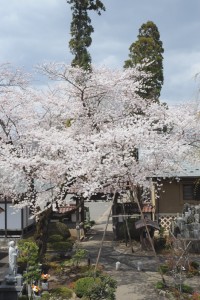山門が隠れるほどに見事に咲きました