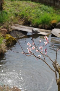 亀も気持ちよさそうです