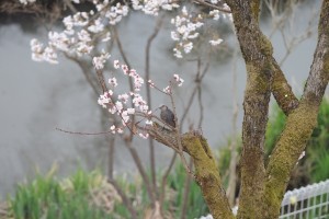 忙しそうに花から花へと飛び回っていました