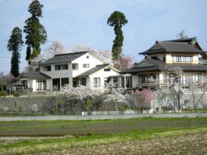 紅白の花が咲き乱れてます