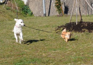野々花、得意げにリードをくわえて散歩させる