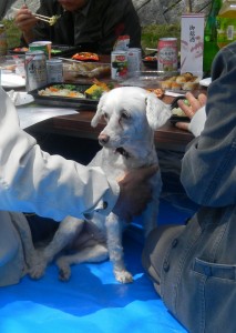 長い名前の犬種で、カットしてきたそうです