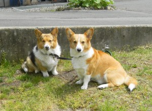 いつも一緒です