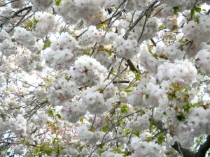 花弁の数は何枚かな?