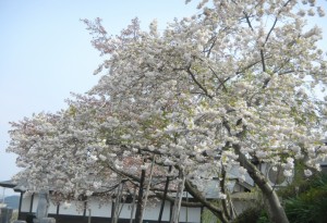 今が見頃の八重桜