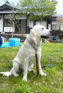 小さな犬と老犬には平気ですが、元気で大きな犬にはいつもびびりまくりです