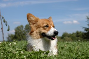 真面目で飼い主さん思いのココロちゃんでした