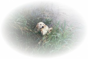川からごみを回収