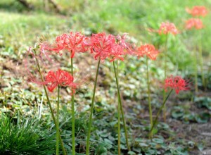 彼岸花の花言葉、「また会う日まで」。いつかまた、会いましょう