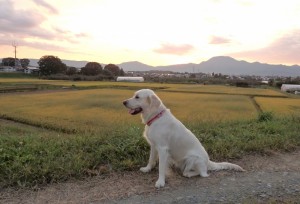 散歩の途中で一休み