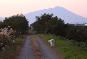 後ろには岩手山が見えます