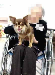 膝の上で撫でられるチワワちゃん。満足げなお顔です