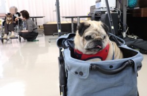 パグのラン丸君は足腰が弱ったので、乳母車に乗っての活動です