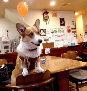 とても、表情豊かなコギーです
