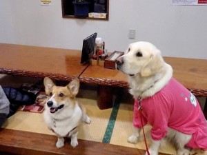真剣にオヤツを見上げる