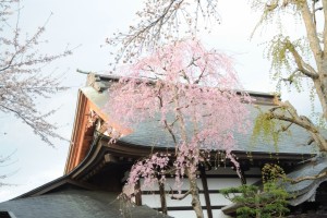屋根と桜が互いを引き立てる