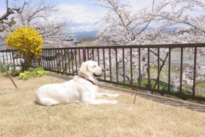 野々花、ひねもすのたり
