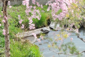 桜に誘われるかのように冬眠から覚める