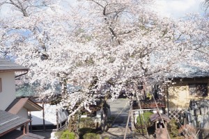 庫裡の2階から撮影