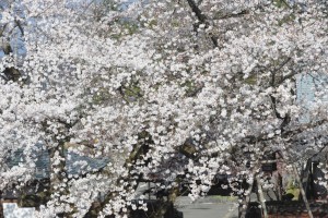 庫裡の2階から撮影