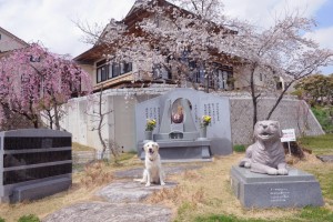 眠っているペットたちも桜を見上げているでしょう
