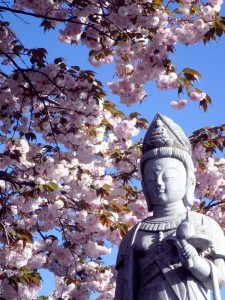八重桜に荘厳され、微笑む観音様