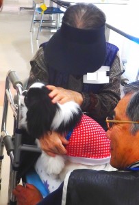 膝の上でおとなしく抱かれる。犬種は狆。