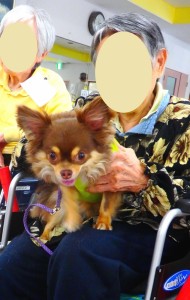 人気者のチワワの五郎くん。