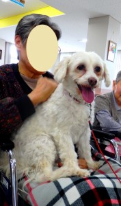 珍しい犬種のチャイニーズ・クレステッドのチョコちゃん。膝の上でおすましです。