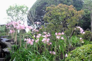 見ごろを迎えた夏スイセン