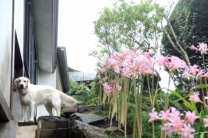 夏生まれの野々花と夏スイセン