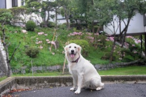 群生する夏スイセンをバックに野々花