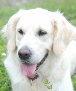 他の犬を可愛がる孫たちを見つめる